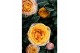 Rosa kordana grande firebird donker zalm 