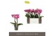 Phalaenopsis multiflora roze Exclusivo - Bing - 3 tak 