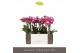 Phalaenopsis multiflora roze Exclusivo - Bing - 3 tak 