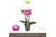 Phalaenopsis multiflora roze Exclusivo - Bing - 3 tak 