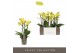 Phalaenopsis multiflora anthura arezzo Exclusivo - Arezzo - 3 tak 