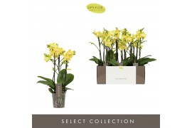 Phalaenopsis multiflora anthura arezzo Exclusivo - Arezzo - 3 tak