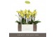 Phalaenopsis multiflora anthura arezzo Exclusivo - Arezzo - 3 tak 