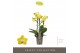 Phalaenopsis multiflora anthura arezzo Exclusivo - Arezzo - 3 tak 