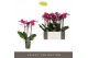 Phalaenopsis multiflora paars Exclusivo - Asian Violin - 3 tak 