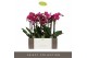 Phalaenopsis multiflora paars Exclusivo - Asian Violin - 3 tak 