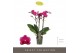 Phalaenopsis multiflora paars Exclusivo - Asian Violin - 3 tak 
