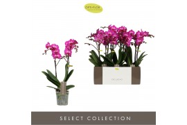 Phalaenopsis multiflora paars Exclusivo Roma 2 spike.