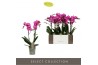 Phalaenopsis multiflora paars Exclusivo Roma 2 spike.