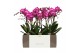 Phalaenopsis multiflora paars Exclusivo Roma 2 spike. 