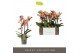 Phalaenopsis multiflora anthura monaco Exclusivo Monaco Gold 3 spike 