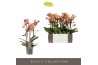 Phalaenopsis multiflora anthura monaco Exclusivo Monaco Gold 3 spike