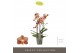 Phalaenopsis multiflora anthura monaco Exclusivo Monaco Gold 3 spike 