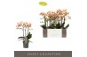 Phalaenopsis multiflora geel Exclusivo - Belle Helene - 3 tak