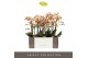 Phalaenopsis multiflora geel Exclusivo - Belle Helene - 3 tak 