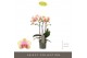 Phalaenopsis multiflora geel Exclusivo - Belle Helene - 3 tak 