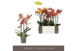 Phalaenopsis multiflora oranje Exclusivo - Gold Mix -3 tak
