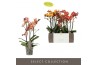 Phalaenopsis multiflora oranje Exclusivo - Gold Mix -3 tak