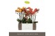 Phalaenopsis multiflora oranje Exclusivo - Gold Mix -3 tak 