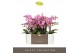 Phalaenopsis multiflora honeybee Optimost 2 tak 