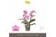 Phalaenopsis multiflora honeybee Optimost 2 tak 