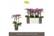 Phalaenopsis multiflora violet queen Exclusivo Violet Queen 3 spike 