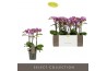 Phalaenopsis multiflora violet queen Exclusivo Violet Queen 3 spike