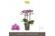 Phalaenopsis multiflora violet queen Exclusivo Violet Queen 3 spike 