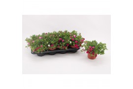 Calibrachoa confetti garden aloha double mix Calibrachoa MyGirly White