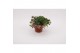 Calibrachoa confetti garden aloha double mix Calibrachoa MyGirly White 