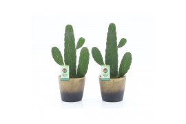 Opuntia Opuntia rubescens Consolea in Lunar keramiek 1 pp
