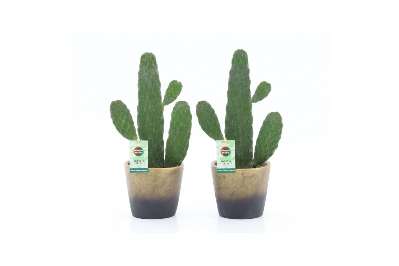Opuntia Opuntia rubescens Consolea in Lunar keramiek 1 pp Opuntia Opuntia rubescens Consolea in Lunar keramiek 1 pp