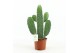 Opuntia rubescens consolea 