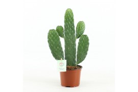 Opuntia rubescens consolea