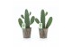 Opuntia rubescens consolea in iron leaf 