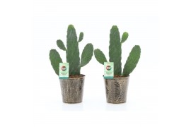 Opuntia rubescens consolea in iron leaf