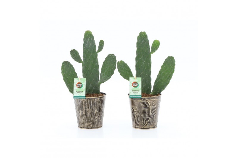 Opuntia rubescens consolea in iron leaf Opuntia rubescens consolea in iron leaf