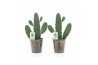 Opuntia rubescens consolea in iron leaf