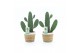Opuntia rubescens consolea in noah mand 