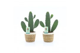 Opuntia rubescens consolea in noah mand