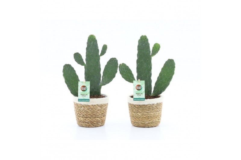 Opuntia rubescens consolea in noah mand Opuntia rubescens consolea in noah mand