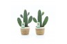 Opuntia rubescens consolea in noah mand
