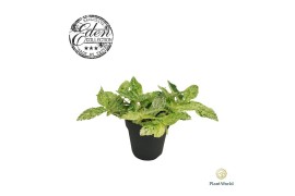 Pellionia repens Variegata - 3pp