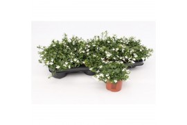 Lobelia richardii white wit