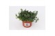 Lobelia richardii white wit 