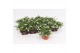 Lobelia richardii white wit 