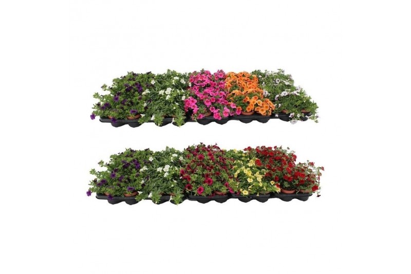 Calibrachoa minifamous mix mixlaag 