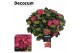 Hydrangea hi fire Rood - 20+ 