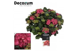 Hydrangea hi fire Rood - 20+