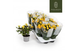 Rosa limbo kordana geel